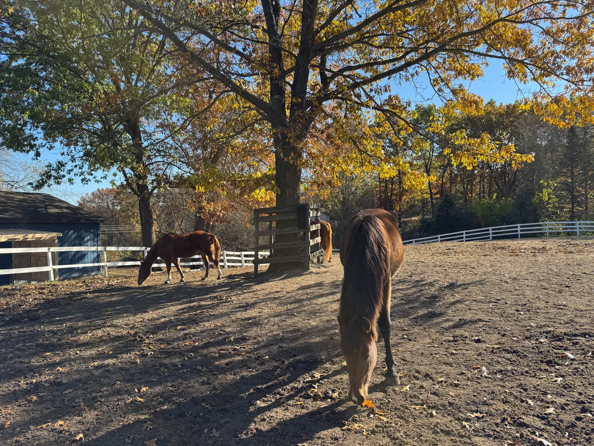 Two horses standing in an autumn paddock