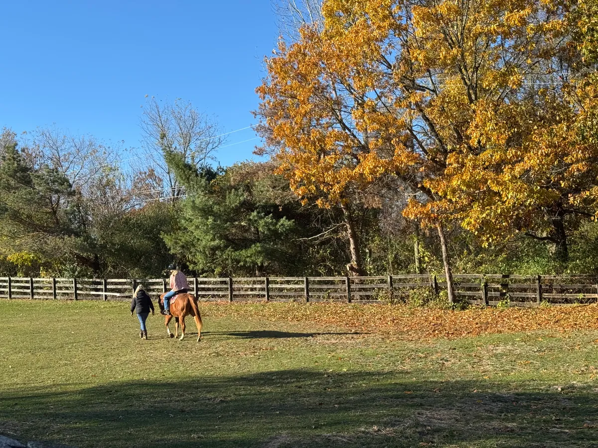 Horse and rider heading down tree-lined path with golden autumn foliage
