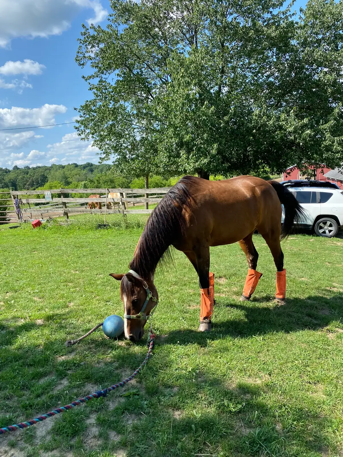 Horse in green pasture with rolling hills — the kind of setting an Advanced Seller Profile showcases