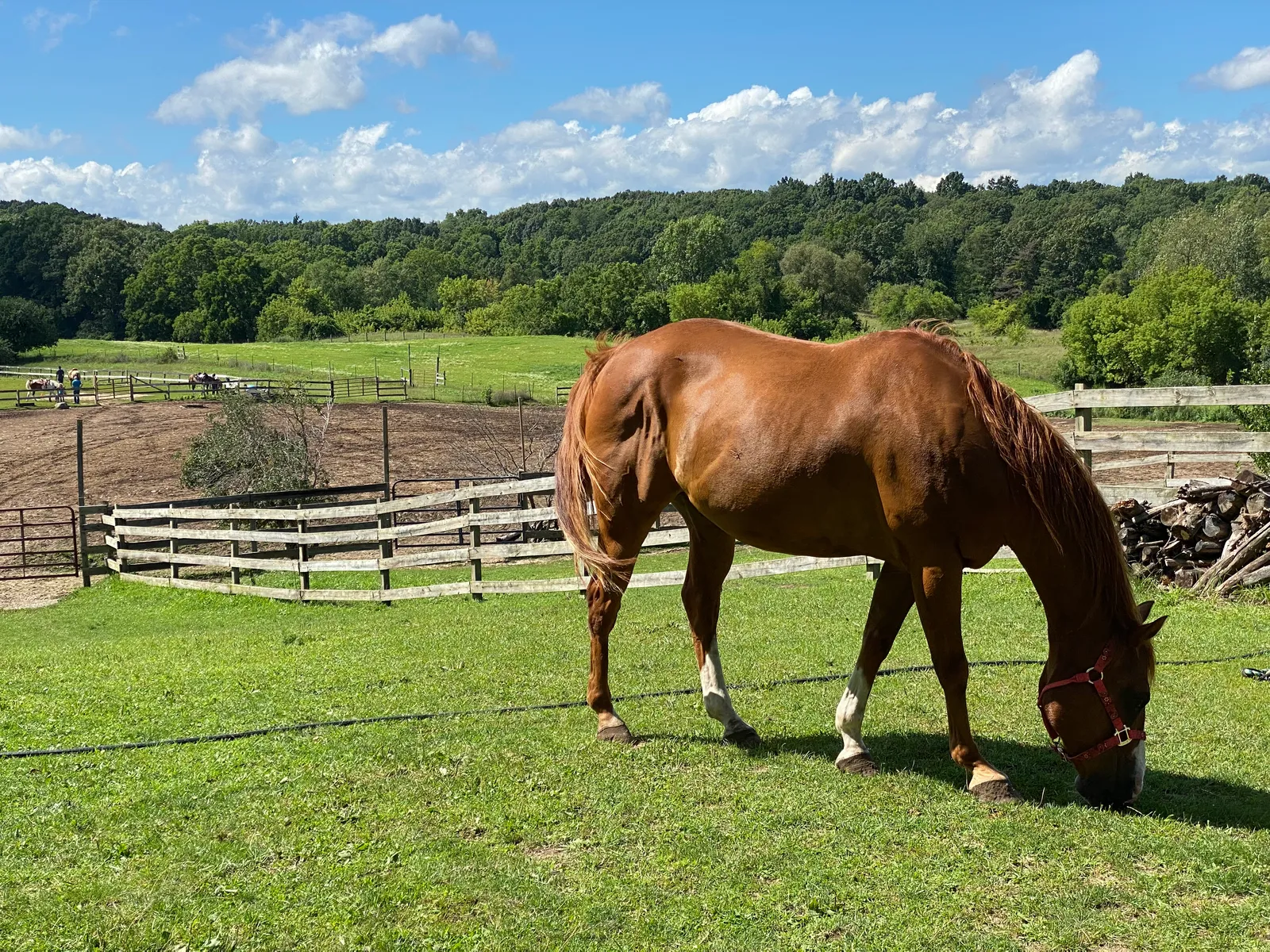 Horse grazing in an open Colorado pasture