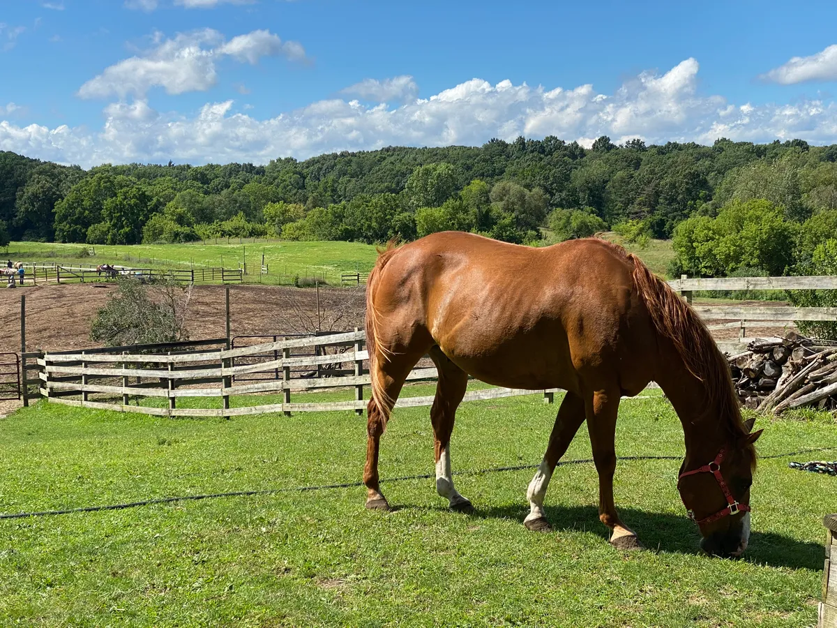 A horse grazing peacefully in a lush green pasture
