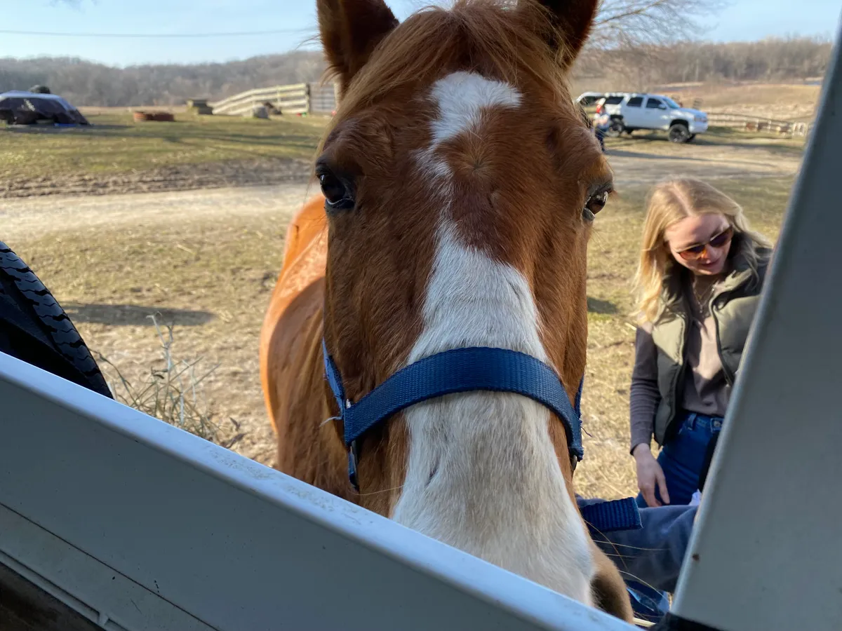 A friendly chestnut horse with a white blaze looking over a pasture fence