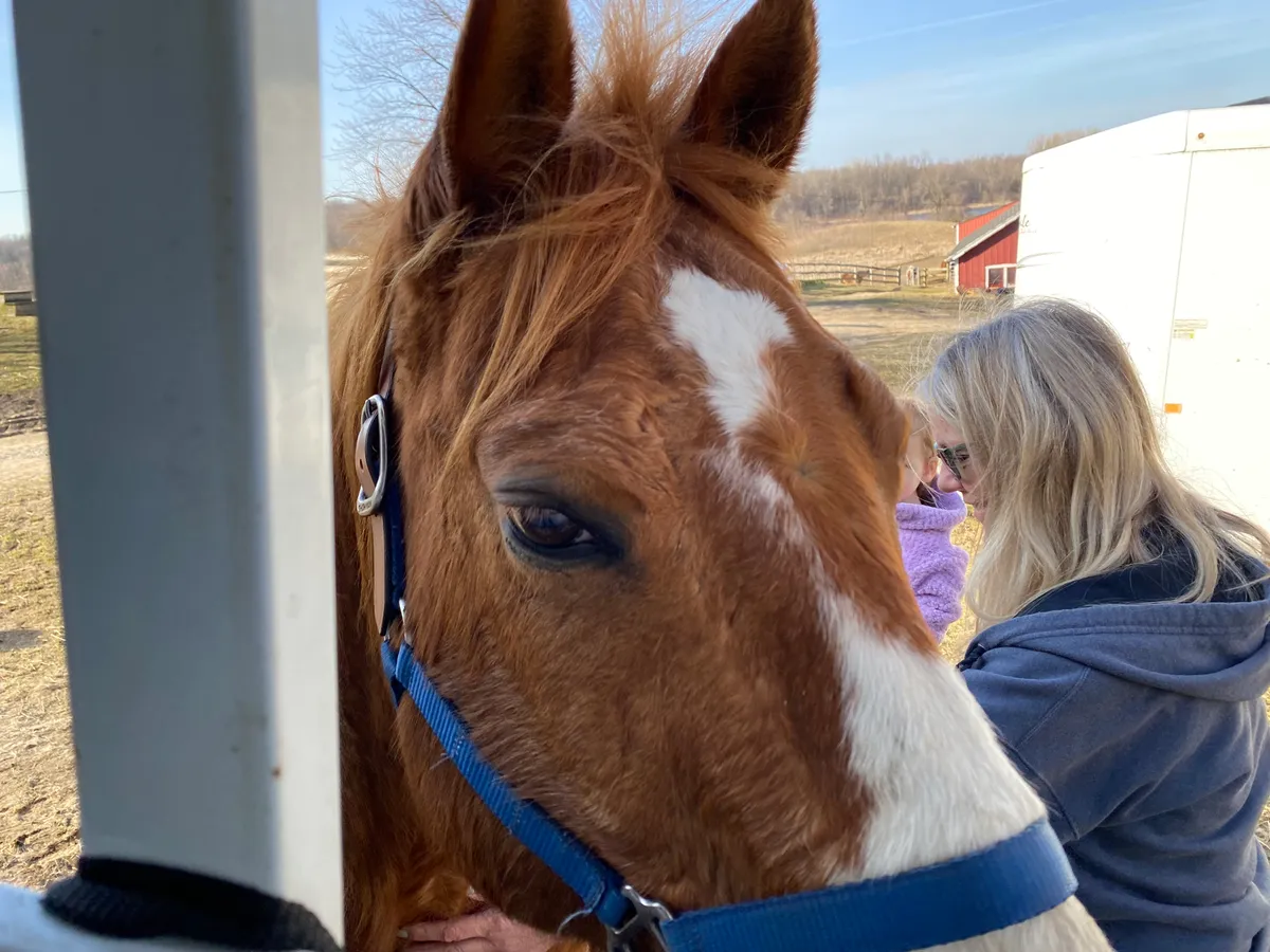 Chestnut horse portrait with blaze and alert expression