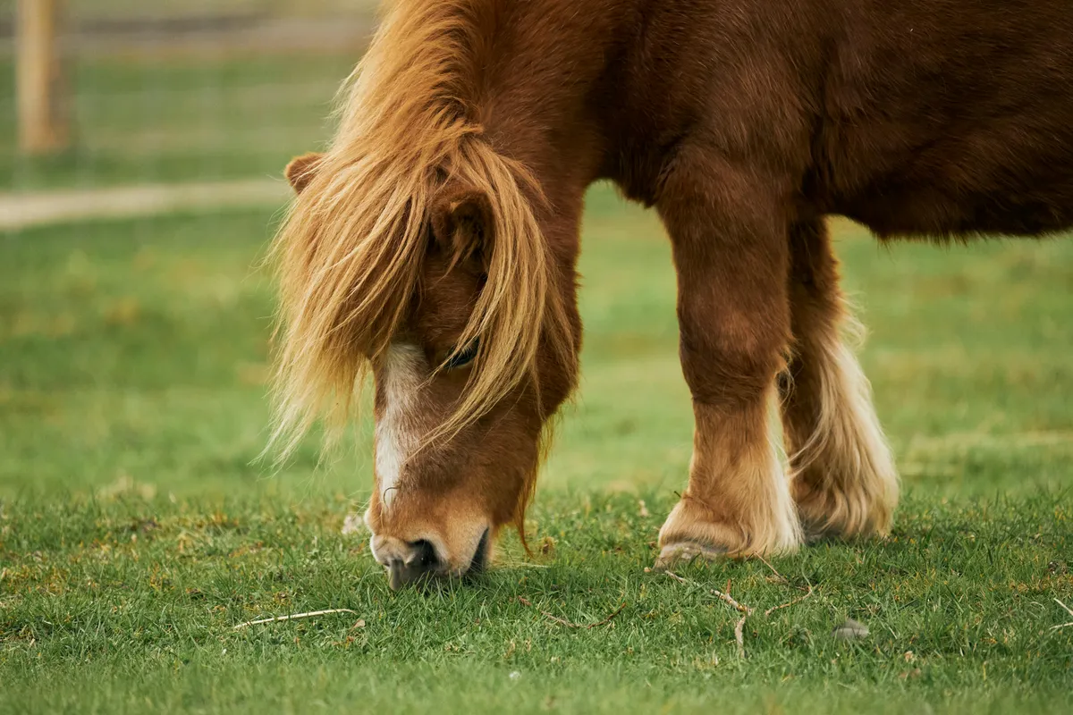 Golden chestnut miniature horse grazing with flowing mane