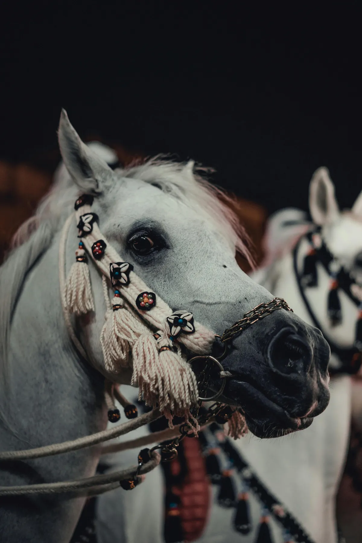 White Arabian horse with traditional ornate bridle