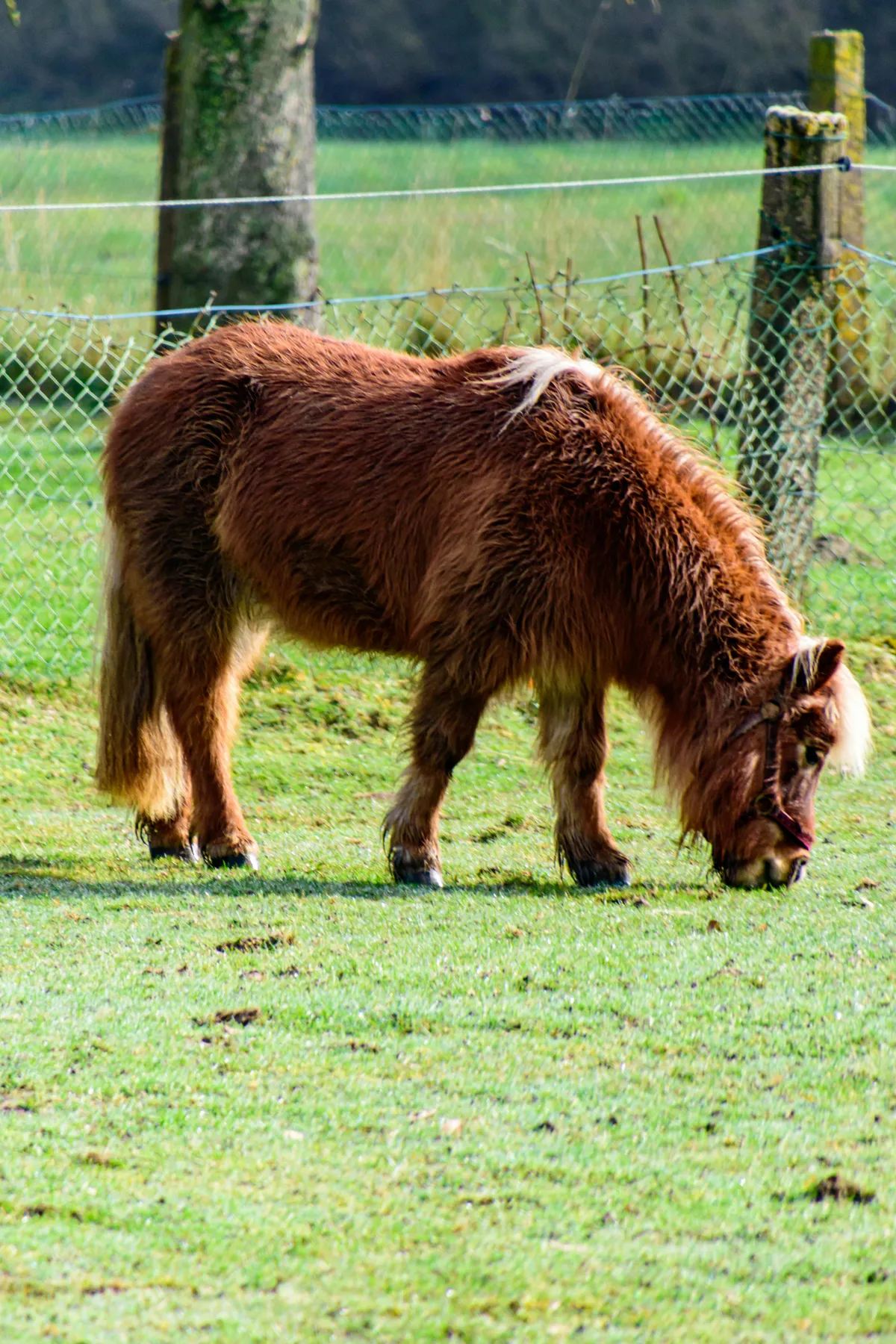 Dark brown miniature horse standing in green field
