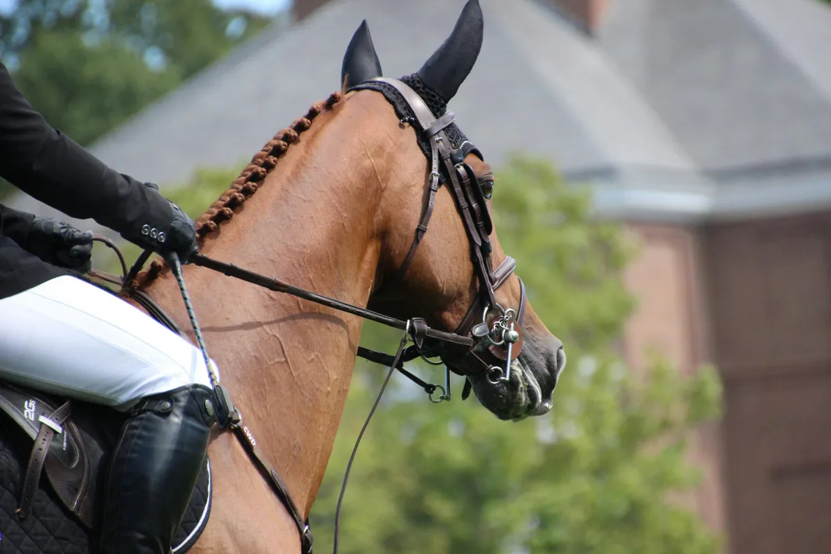 Dressage warmblood portrait with braided mane on the bit